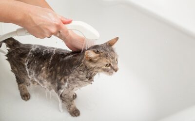Comment donner un bain au chat ?
