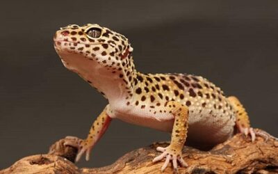Comment fabriquer un terrarium pour un gecko léopard ?