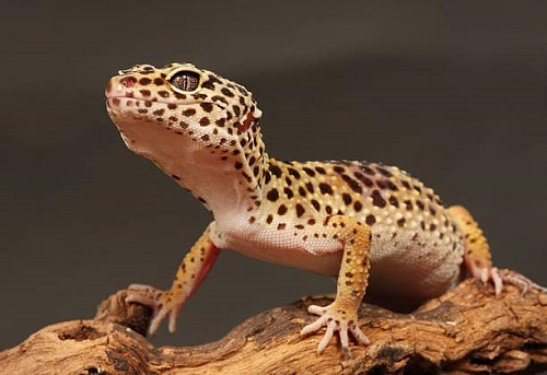 terrarium pour gecko léopard